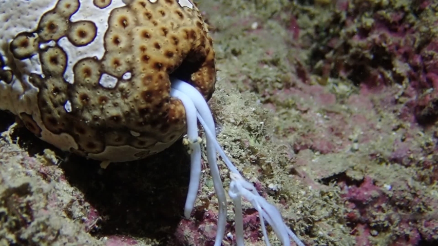 Leopard Sea Cucumber Sea Cucumber Stock Footage Video 100 Royalty Free 1050534337 Shutterstock