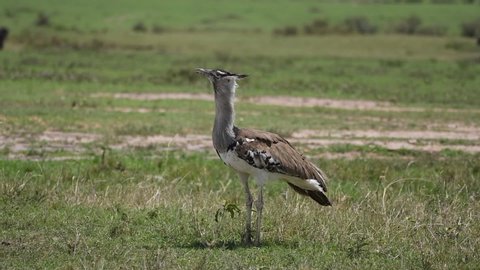 A kori bustard grazing and walking in the plains of Africa inside Masai mara National Reserve during a wildlife safari