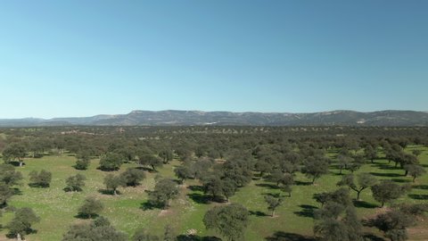 Aerial view of the dehesa pastures, Drone flight over the holm oaks.