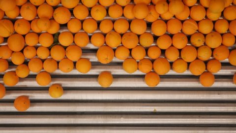Freshly harvested oranges on a conveyor belt in processing plant