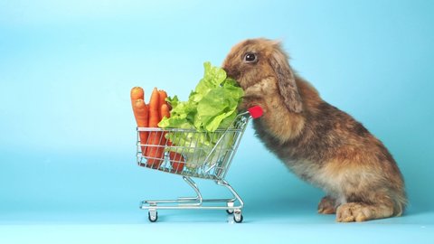 Brown cute Holland lop rabbit standing and hold the shopping cart with baby carrots and lettuce on blue background. Lovely action of young rabbit as shopping.