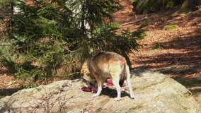 4K footage of a Gray (or Grey) Wolf (Canis lupus) in the Bayerischer Wald National Park in Bavaria, Germany.