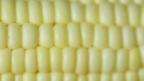 Close up footage of fresh sweet corn. Selective focus.
