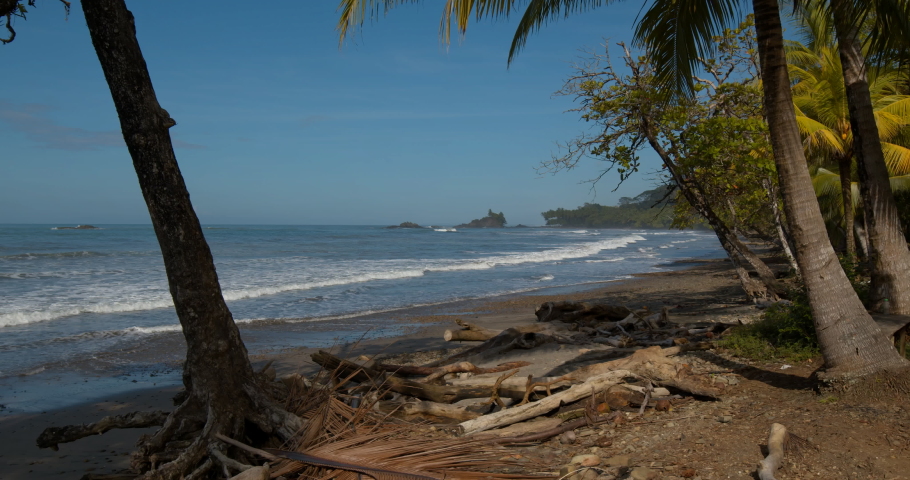 Pacific Ocean Shoreline Beach with Logs Wood and Woody Debris Washed Up and Palm Trees