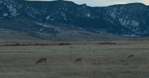 White-tailed Deer Herd Many Animals Eating and Grazing in Autumn by Wyoming Mountain at Dusk or Dawn