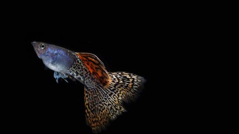 slow motion fish guppy pet isolated on black background