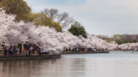 Cherry Blossom crowds Tidal Basin Washington, DC. Time-Lapse