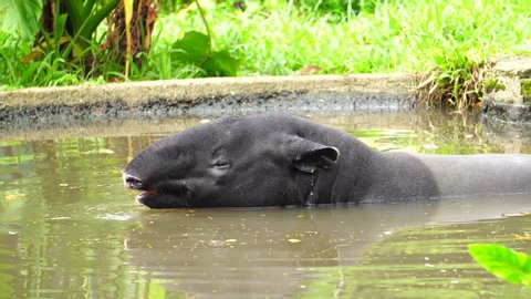 Close up Malayan tapir, Tapirus indicus, Asian tapir resting inside a pond