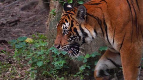 Close up Malayan tiger (Panthera tigris jacksoni) drink water inside national zoo