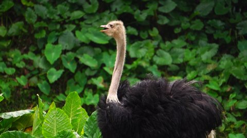Close up shot of ostrich at the safari park inside national park