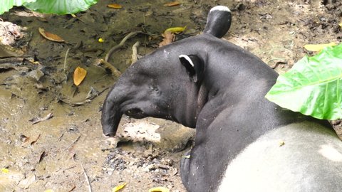 Close up Malayan tapir, Tapirus indicus, Asian tapir resting