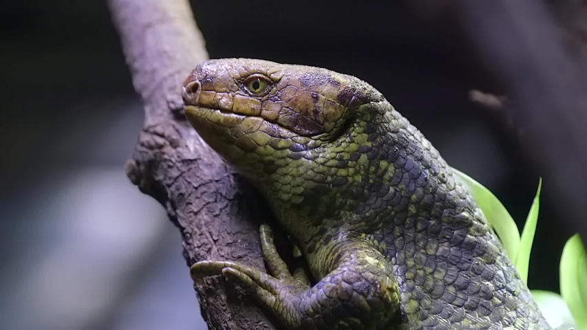 Monkey Tailed Skink Stock Video Footage 4k And Hd Video Clips Shutterstock,Types Of Ducks To Hunt