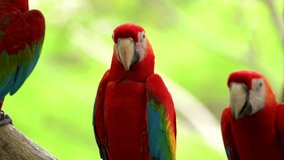 colorful macaw birds closeup portrait shots in green background video cute beautiful