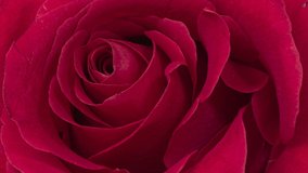 Beautiful Rose Flower background. Blooming rose flower open, time lapse, close-up. Wedding backdrop, Valentine's Day concept. Bouquet on black backdrop, closeup. Viva magenta