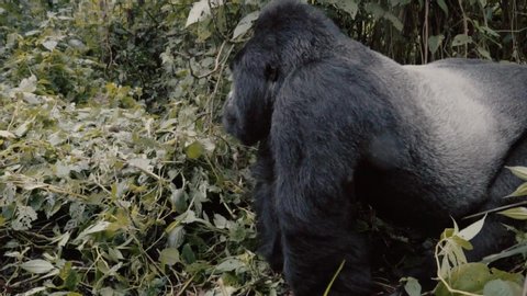 Silver back Gorillas in Virunga