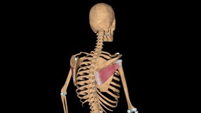 This video shows the infraspinatus muscles on skeleton
