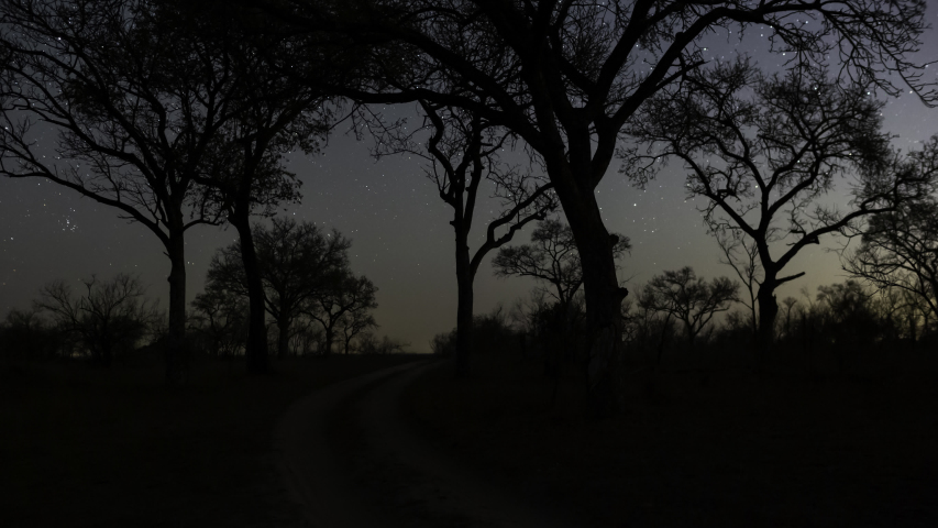Static timelapse of Marula trees (Sclerocarya birrea) in nature park/reserve South Africa, shadows moving across moonlight landscape, stars (star trails) twisting through night sky.