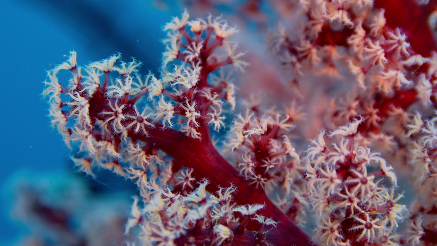 Detail of a soft coral (Dendronephthya) with its polyps, Raja Ampat, Indonesia Royalty-Free Stock Footage #1050592189