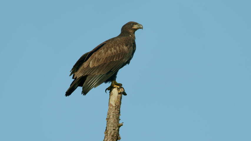 Juvenile Bald Eagle baby chick perched on the top of a dead tree branch. Nice blue sky and pine trees in background.