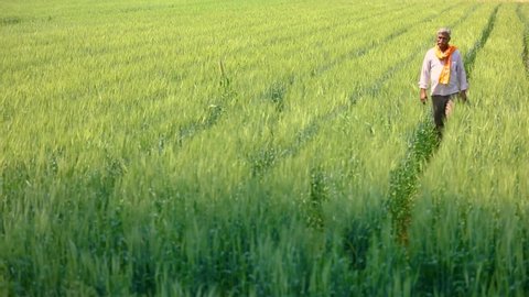 Young Indian farmer at wheat field