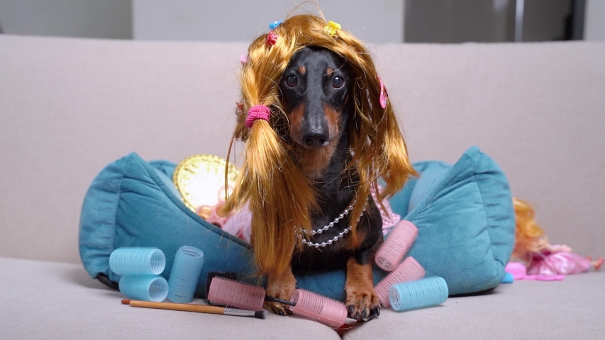 Portrait cute dachshund dog, black and tan, in a funny red wig, hairpins, and a pink dress, lies on a sofa at home among female cosmetics and curlers, licks its lips. slow motion | Shutterstock HD Video #1050599443