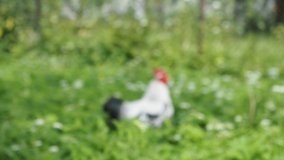 Free range hens - rooster - grazing in the garden of an organic farm in HD VIDEO. Organic farming, animal rights, back to nature concept.