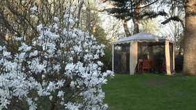 Magnolia white flowers bloom in spring and bower arbor with mosquito protective net in garden. Static shot. 4K UHD video clip.
