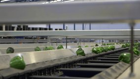 Green peppers calibration machine in a packaging factory.