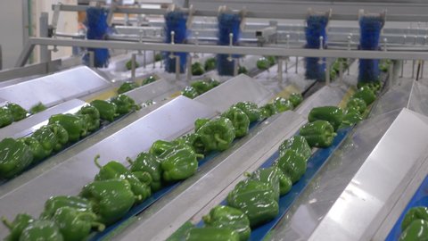 Row of green peppers on the production line for calibration.
