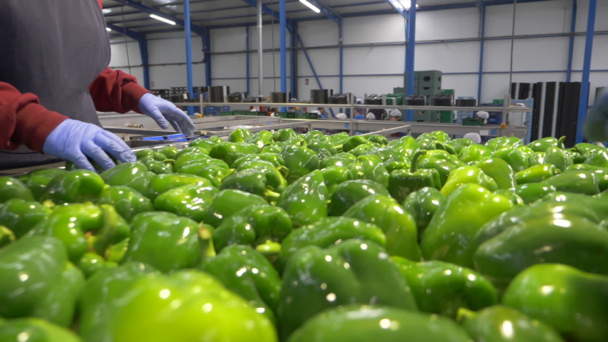 Two operators with blue gloves select green peppers on the production line of a fresh produce factory Royalty-Free Stock Footage #1050606805