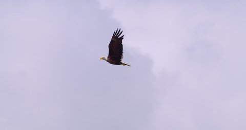 Bald Eagle flying overhead through beautiful sky