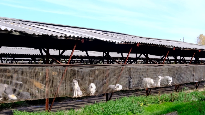Fur farm. Foxes in cages looking outside.