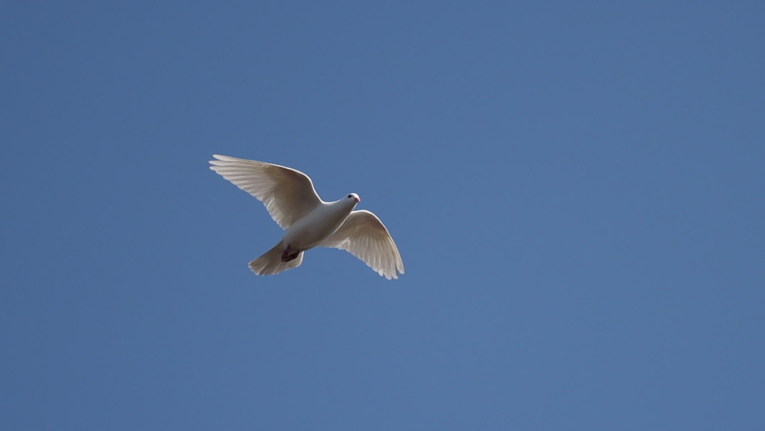 white dove soars through the blue sky Royalty-Free Stock Footage #1050616339