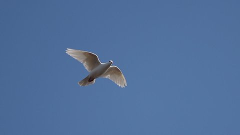 white dove soars through the blue sky