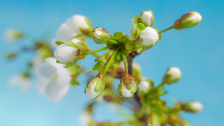 White flowers of a cherry blossom on a cherry tree close up. Time lapse video of the blossoming of white petals of a cherry flower. Macro. Nature. Creative timelapse. Royalty-Free Stock Footage #1050618460