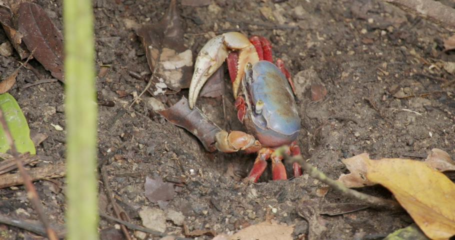 Halloween Crab Going Into Hole in Mud in Estuary Mangrove Swamp in Central America