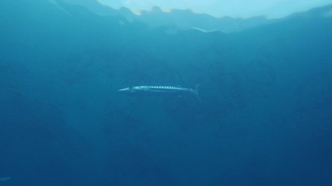 The great barracuda or giant barracuda (Sphyraena barracuda)