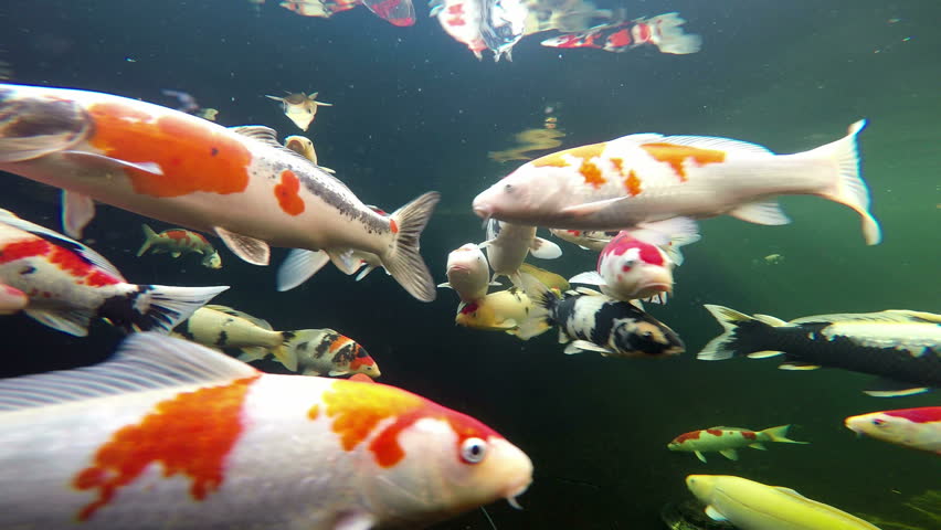 Underwater View of Japanese Koi Stock Footage Video (100% ...