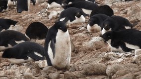 Antarctica Peninsula Colony/ Antarctica      video of wild life in Antarctica , taking by handheld camera  