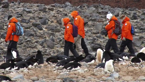 Antarctica Peninsula Colony/ Antarctica     9.23.2019       video of scientist research group look at Penguin in Antarctica , taking by handhald camera 