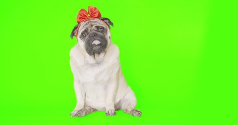 Pretty pug dog female wearing bright red bow on its head, sitting, looking into the camera. Tilting head. Portrait of adorable, cute, funny dog. Green screen. Green background