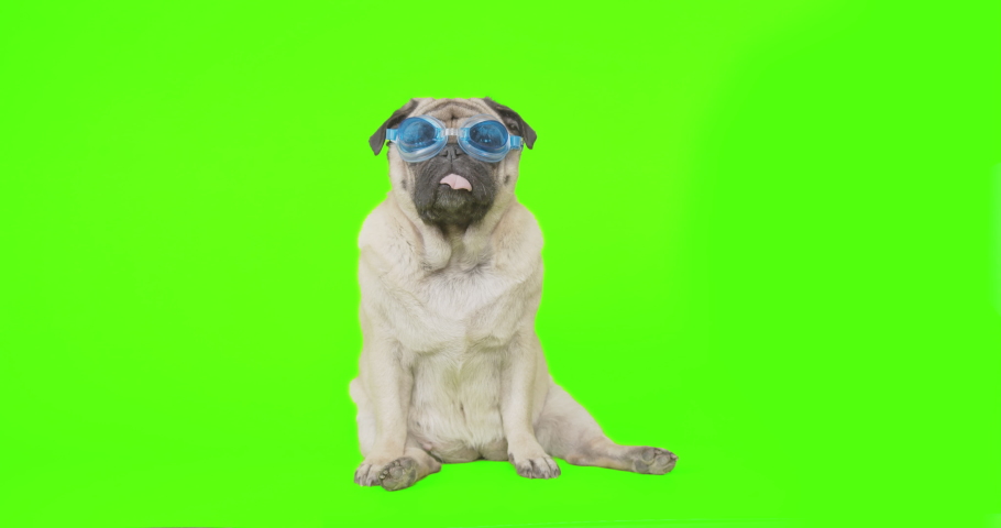 Cute funny pug dog in swimming glasses. Green screen