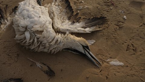 Dead Cape Gannet bird washed up on a sandy beach, camera rise and twist in gloomy light