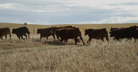 Cattle running in a field