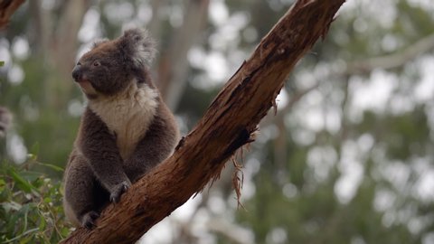 koala, hanging on a eucalyptus tree, moves his head looking around for something.