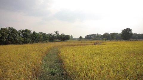 Golden Rice Fields Wooden Bridges Stock Footage Video (100% Royalty ...