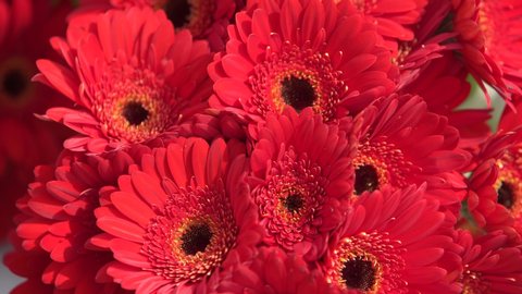 Many beautiful colorful, bunch of red Gerbera flowers close up, fills the image. Bright vivid 4K footage for background.