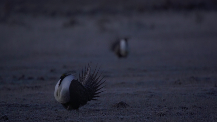 Maile sage grouse displays in frost covered grass of Montana breeding lek
