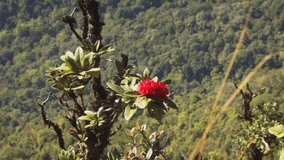 Rhododendron blooming flowers in wild nature. Thailand. Chiang Mai mountains. Blooming red Rhododendron or evergreen rose shrub.