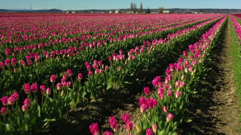 Skagit Valley Tulip Festival Stock Video Footage 4k And Hd Video Clips Shutterstock